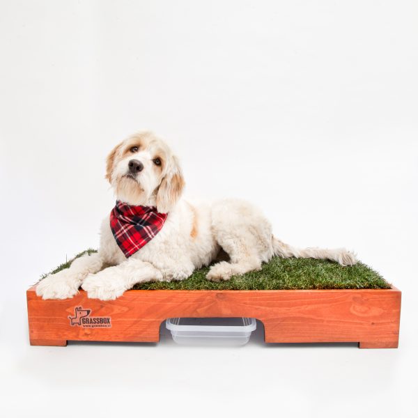 Pasto para perros